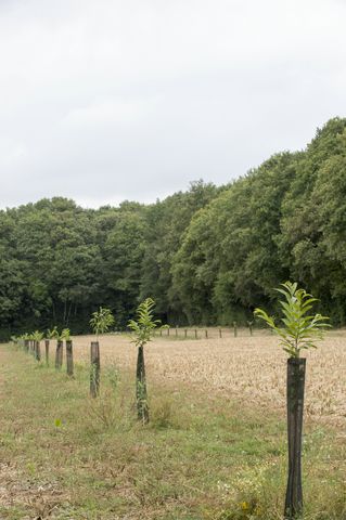 agriculture - photothèque MAA