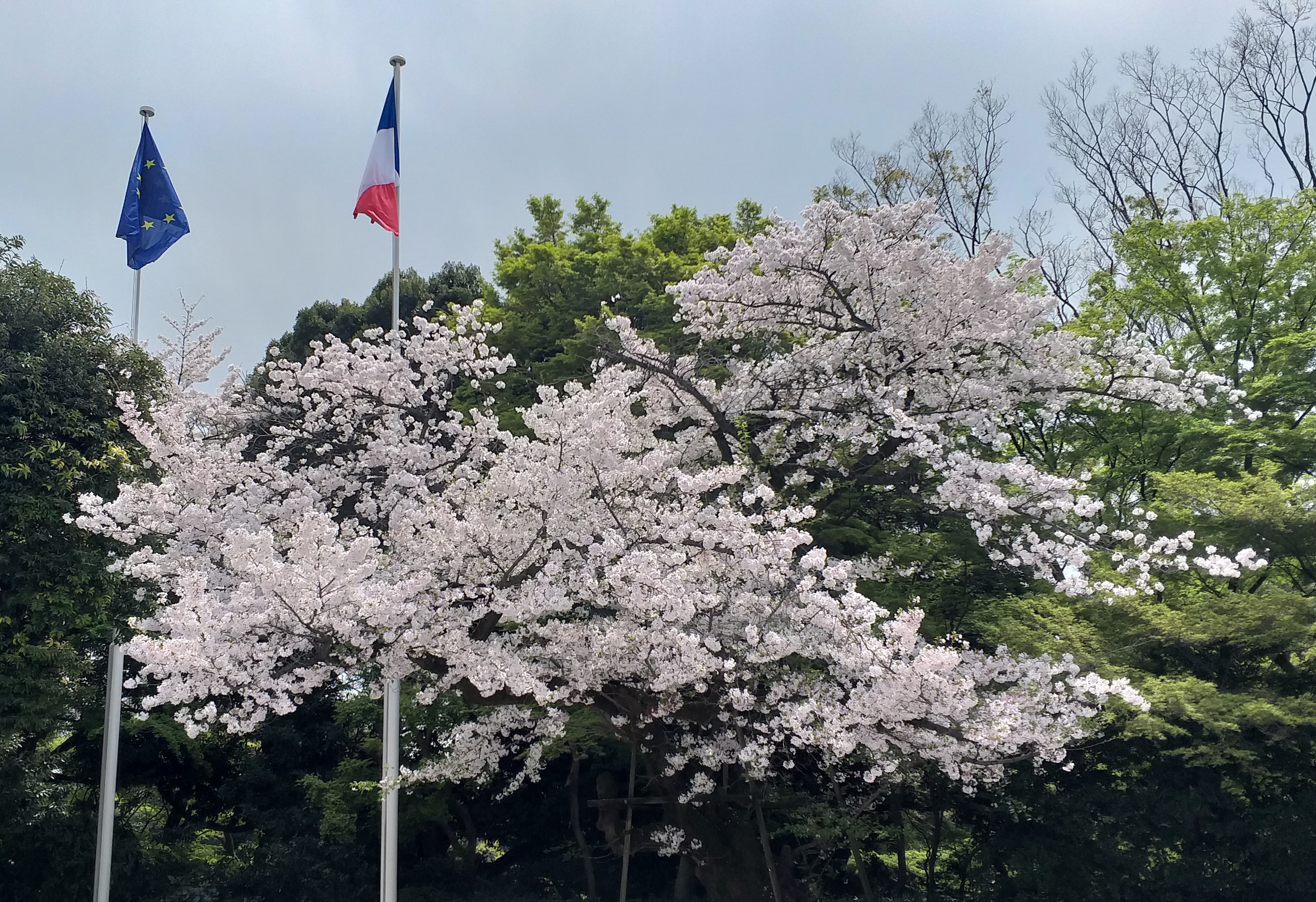 Sakura à Tokyo