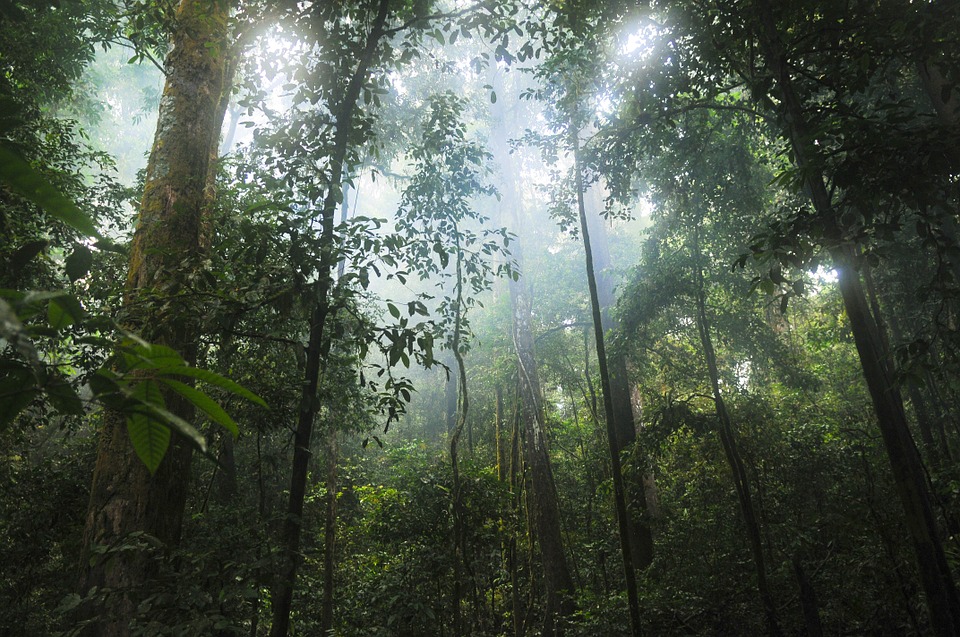 forêt tropicale