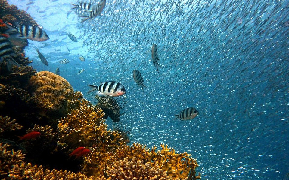 La protection de l’environnement marin en Indonésie