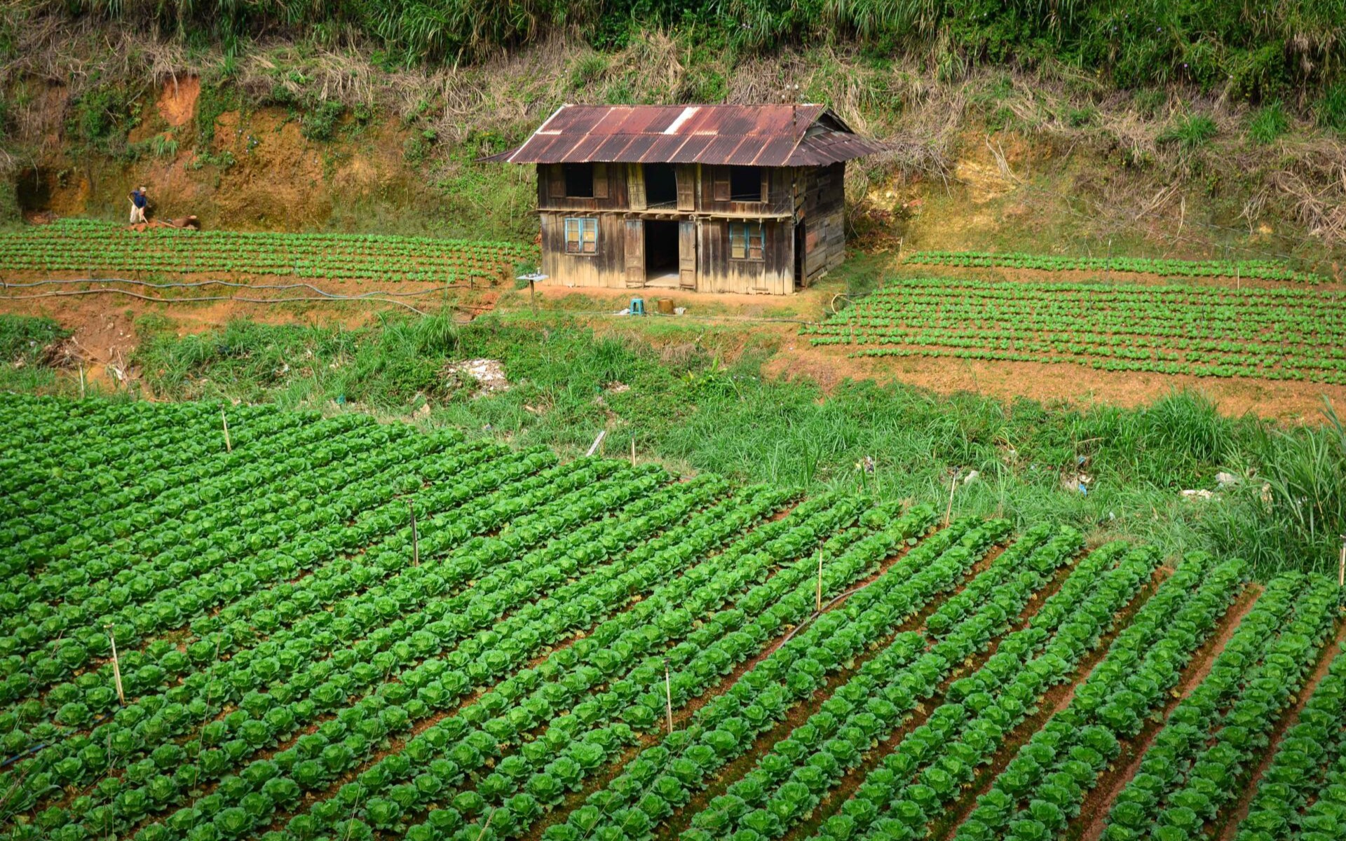 L'agriculture biologique au Vietnam : une filière qui tarde à prendre son envol.