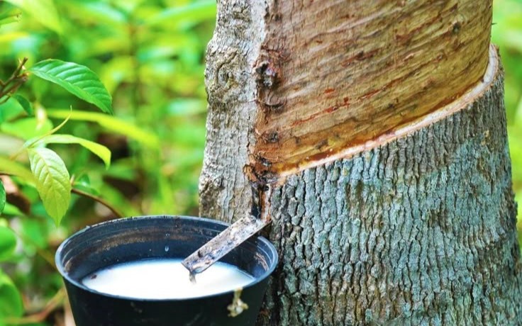 Caoutchouc naturel et règlement déforestation : la Thaïlande et le Vietnam entendent transformer la contrainte en opportunité