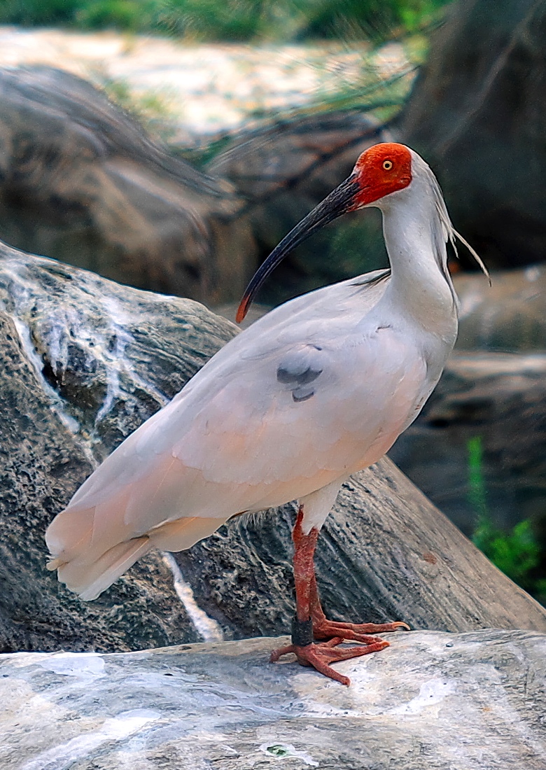 Ibis à crête du Japon - Wikipedia