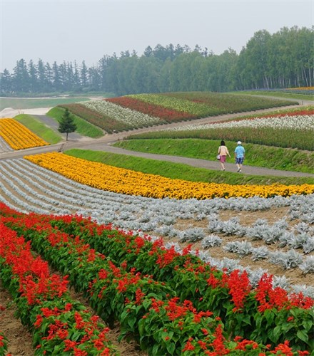 Présentation du marché agroalimentaire japonais