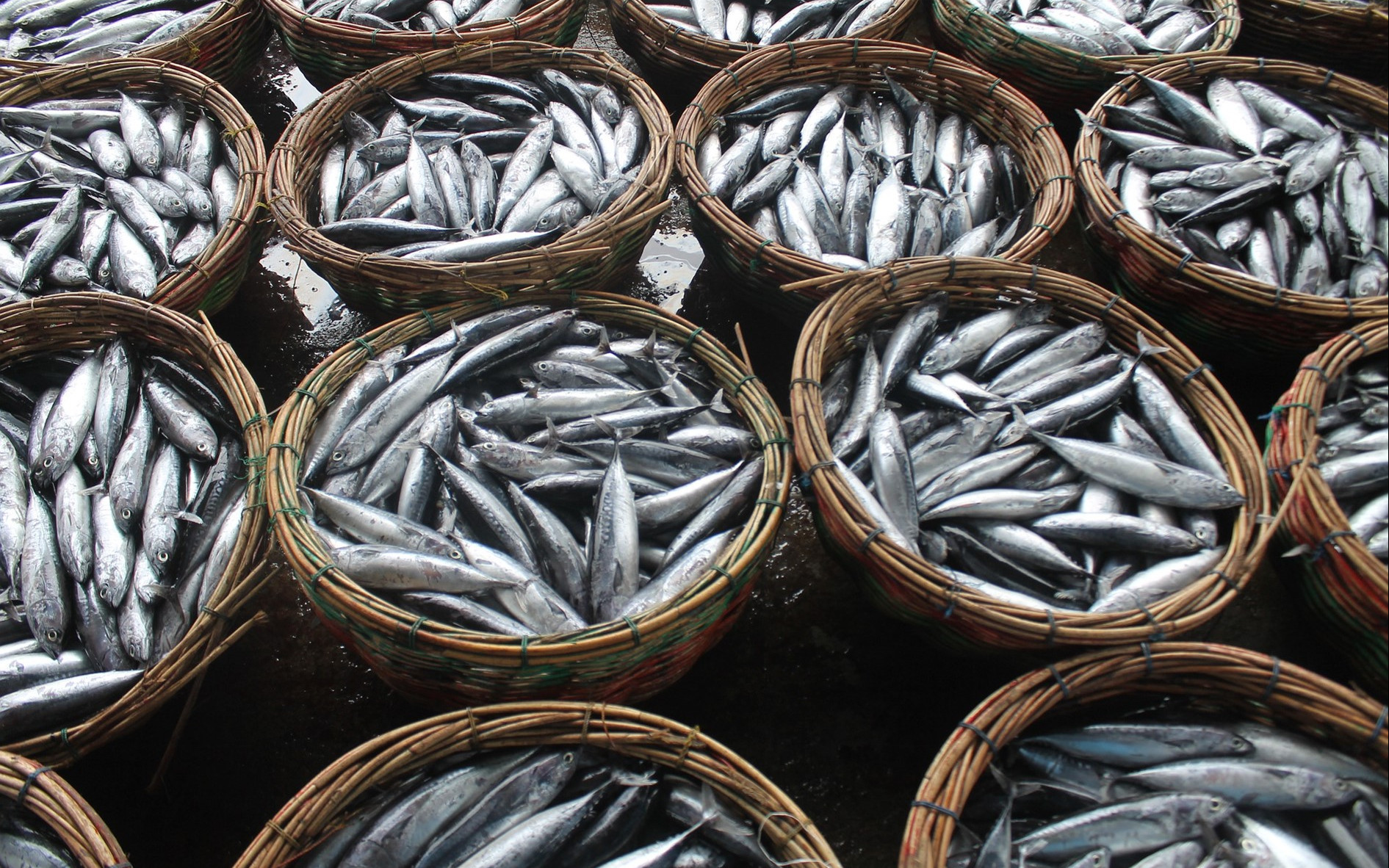 Brèves de l'OMC n°3 Mai 2025 : «UNOC et OMC pour la préservation des océans »