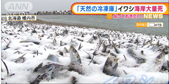 Echouage de sardines congelées au nord de Hokkaido.