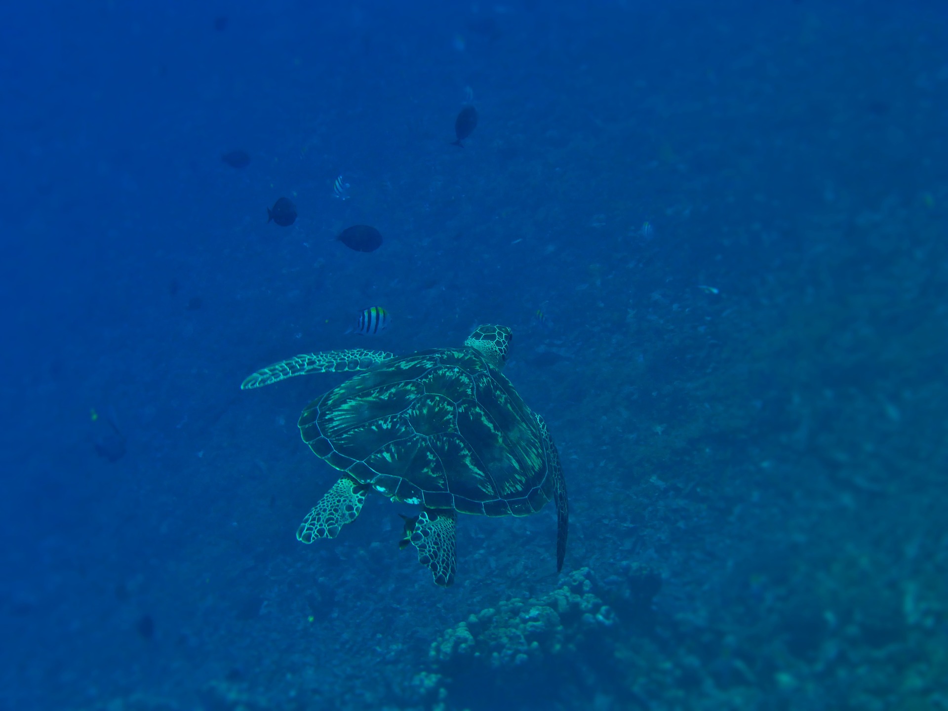 Indonésie fonds sous-marins tortue