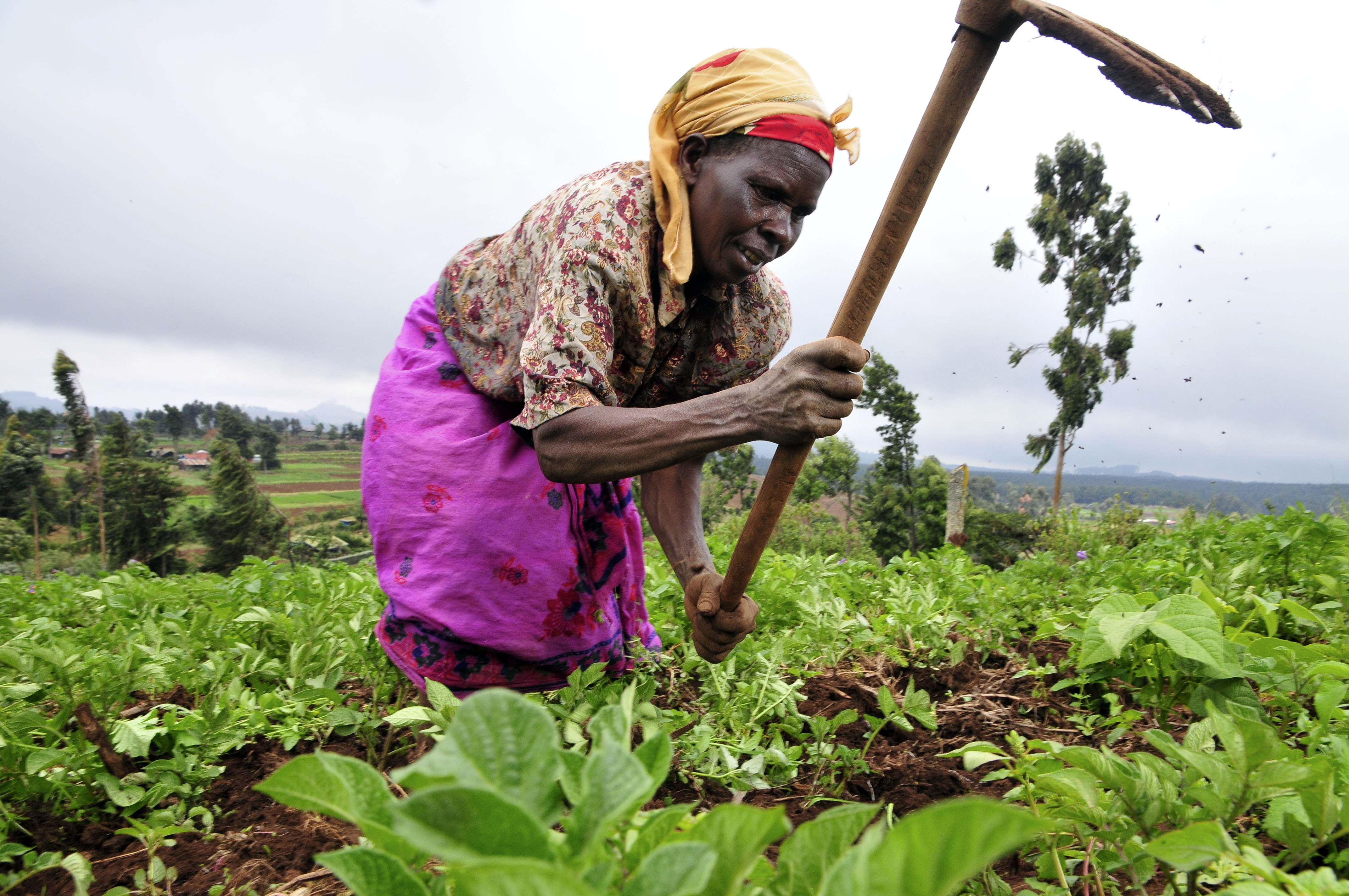 Agriculture en Tanzanie