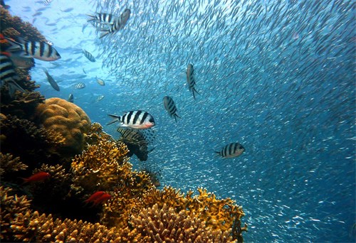La protection de l’environnement marin en Indonésie