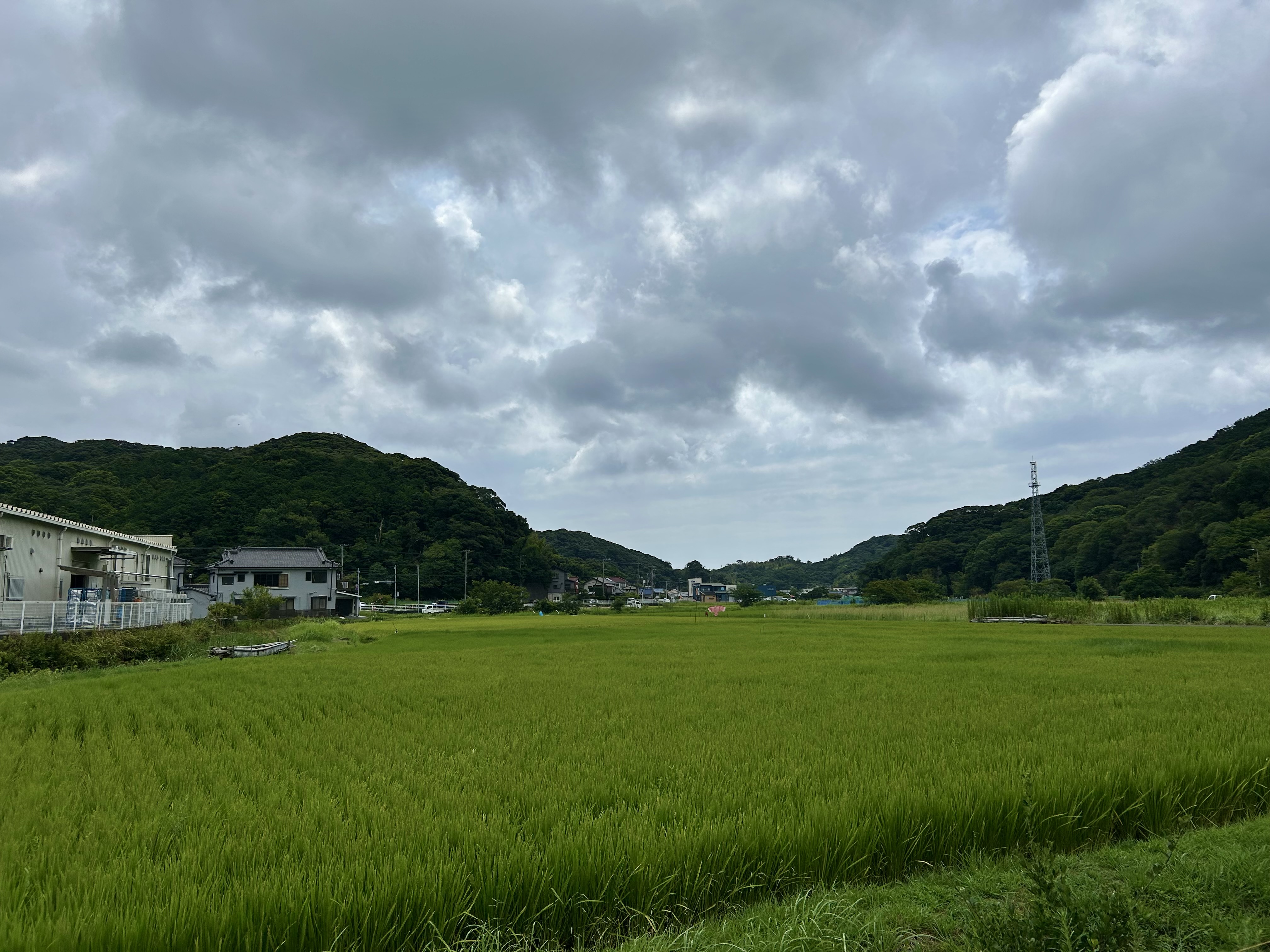 Rizières dans la périphérie de Shimoda, préfecture de Shizuoka