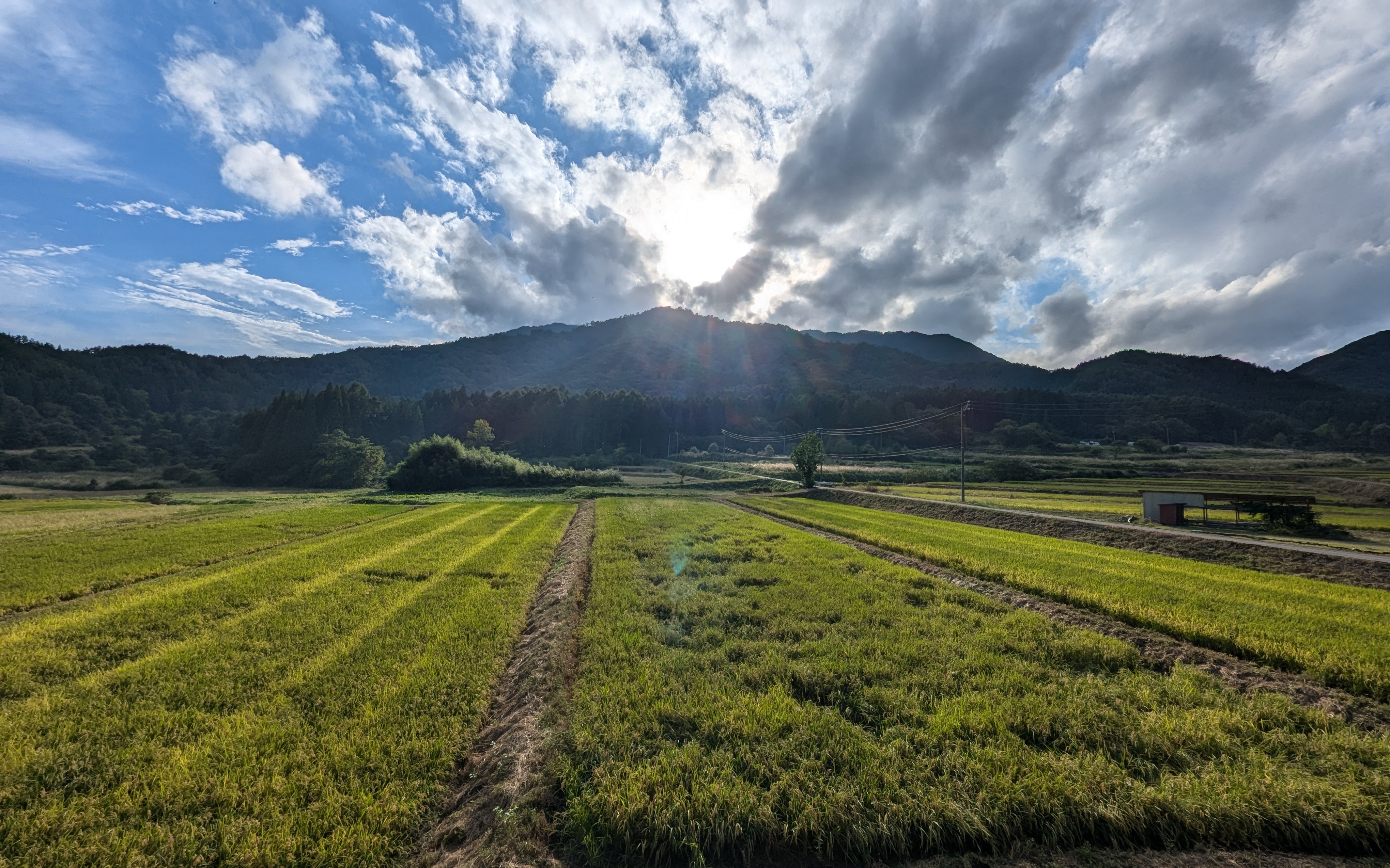 Lettre Agro Japon-Corée du Sud — Décembre 2024-Janvier 2025