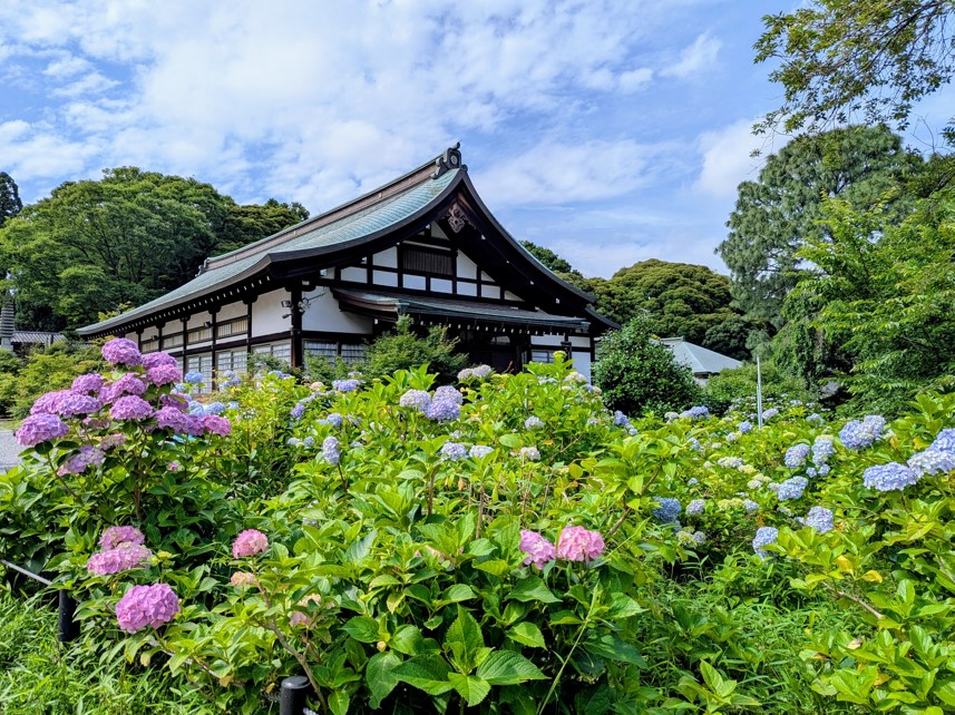 Temple Hondo-ji avec les hortensias en fleurs