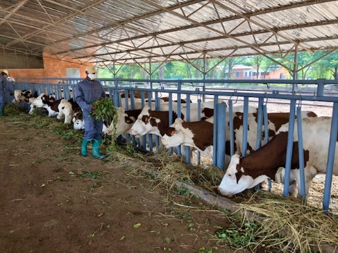 Une vue des vaches montbéliarde - JPEG