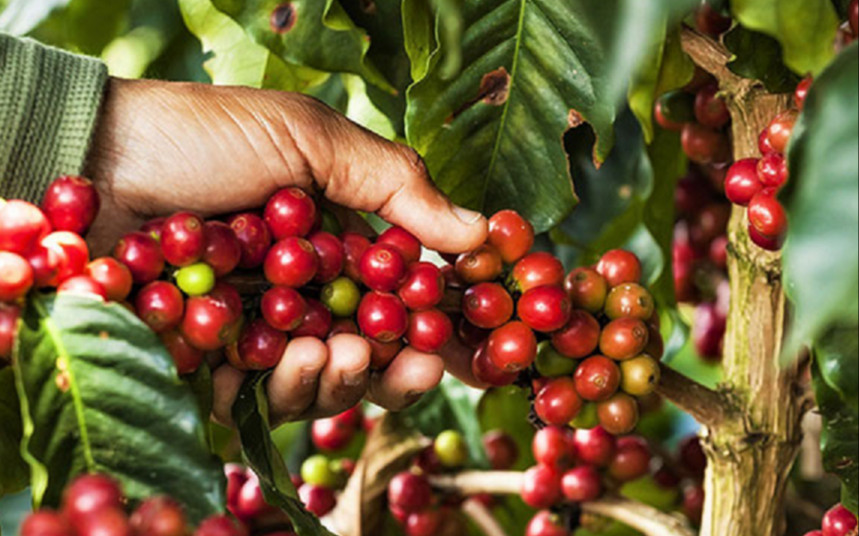 « Caminos del Café », un projet de développement local financé par le Fonds de contrevaleur franco cubain