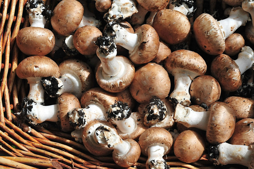 Champignons_Fukushima