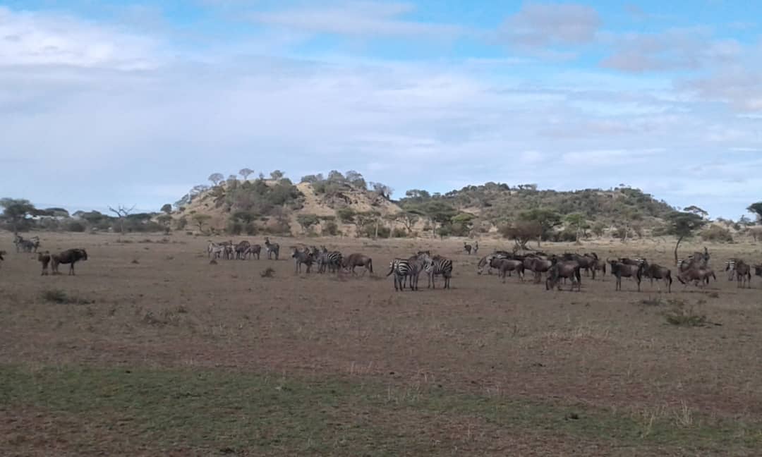 Parc National du Serengeti