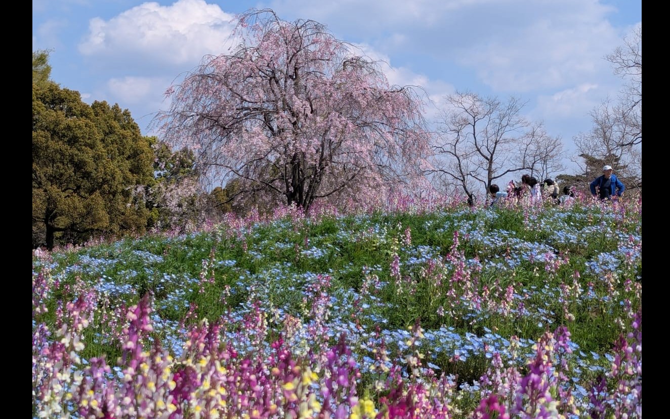 Lettre Agro Japon-Corée du Sud — Mars-Avril 2025