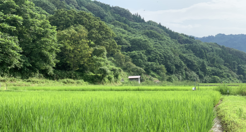 rizière de Niigata